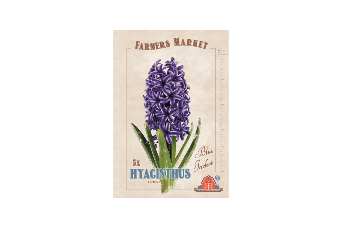 Farmers Market Hyacinthus orientalis Blue Jacket 5/1 