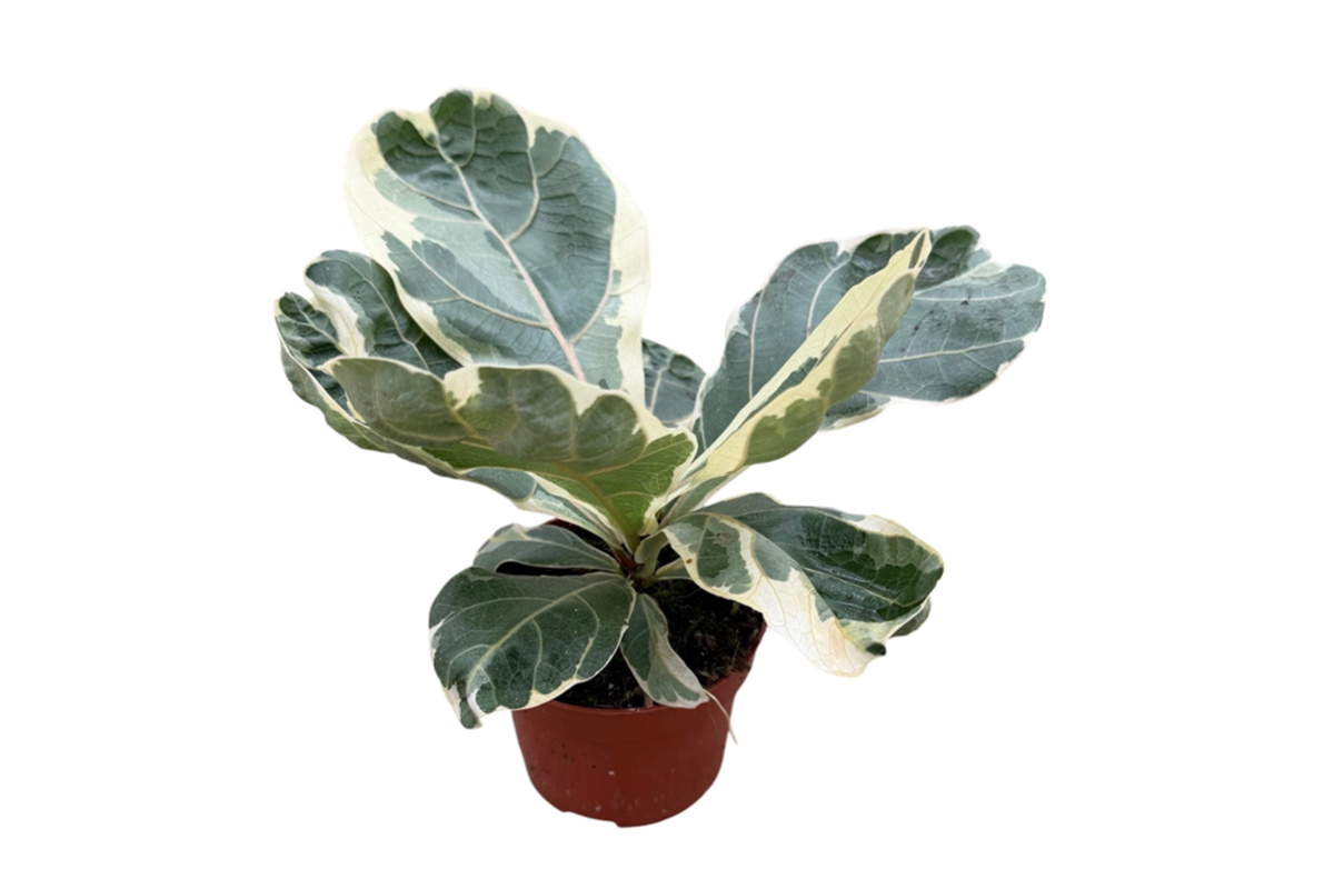 FIKUS, LIRASTOLISTI (Ficus lyrata variegata), P12H20 