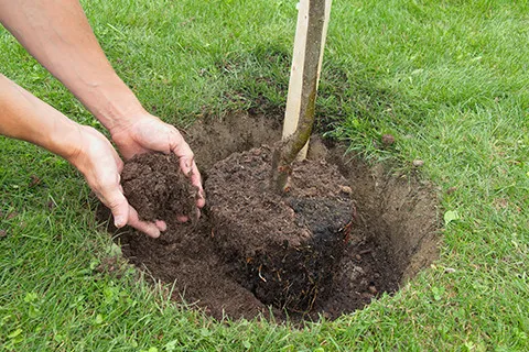 10 pravil za sajenje sadnega drevja