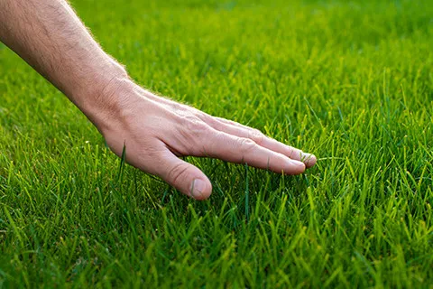 Kako do negovane in zelene travnate površine?