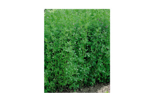 LUCERNA SOČA 10 KG