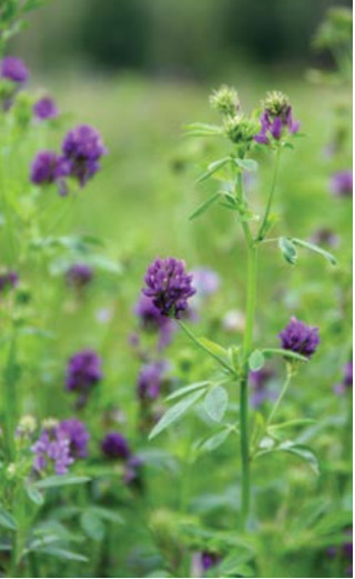 Lucerna Soča 1 kg - šk. 