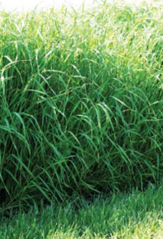 Sudanska trava Gardavan 15 kg 