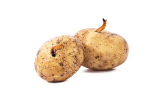 Bio Plantella Stop strune - refil 2 kos 