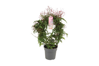Jasmin (Jasminum polyanthum, Passion Dark Pink), P12H40 