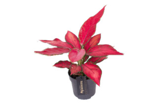 Aglaonema (Aglaonema sp., Colour Mix), P12H35 