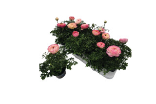 Ranunkula (Ranunkulus Hybrida 