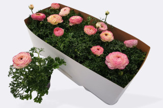 Ranunkula (Ranunkulus Hybrida 