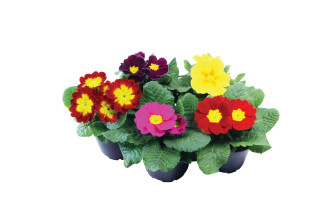 Primula (Primula Acaulis 