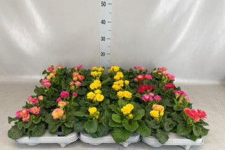 Primula (Primula Acaulis 