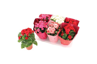 Begonija (Begonia Sp., Valencia Mix Dolc