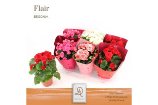 Begonija (Begonia Sp., Valencia Mix Dolc