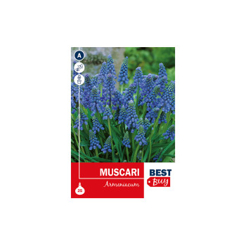 Super Best Buy Muscari Armeniacum Blue 25/1 