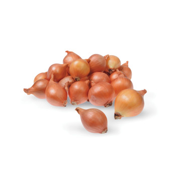 ŠALOTKA rumena YELLOW MOON 500 g 