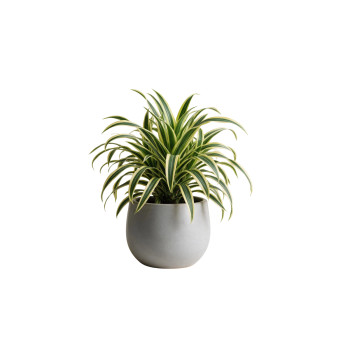 ZMAJEVKA (Dracaena fragrans 