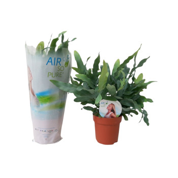 Praprot, Nephrolepis (Nephrolepis exaltata), AirSoPure P12H35 