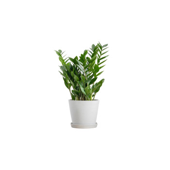 ZAMIJA (Zamioculcas zamiifolia, 8+ ), P17H55 