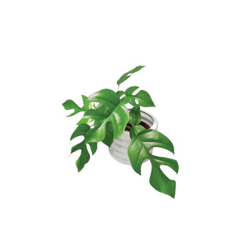 MONSTERA MINIMA (Raphidophora terasperma), P12H28 