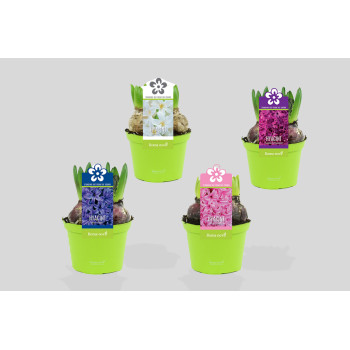 HIJACINTA (Hyacinthus sp.), P12H12 