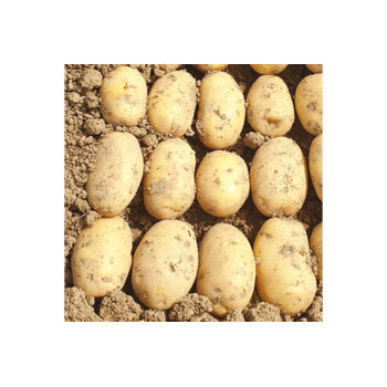 KROMPIR PETER PAN A 25kg 50/55 mm 