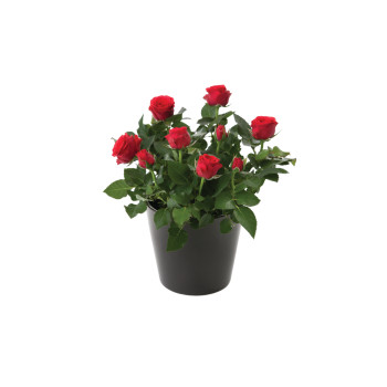 VRTNICA, SOBNA (Rosa sp. 