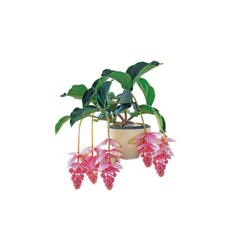 MEDINILA (Medinilla magnifica), P17H55 