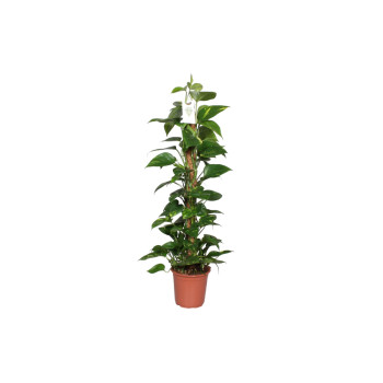 POTOS (Epipremnum pinnatum),NA OPORI, P21H100 