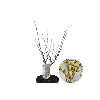 NEPOZEBNIK (Hamamelis × intermedia 