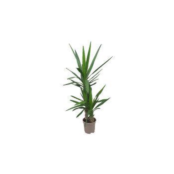 JUKA (Yucca elephantipes), P17H80 