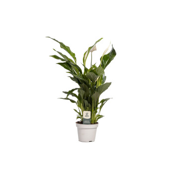 SPATIFIL (Spathiphyllum sp. 