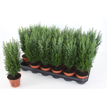 LAWSONOVA PACIPRESA (Chamaecyparis lawsoniana 