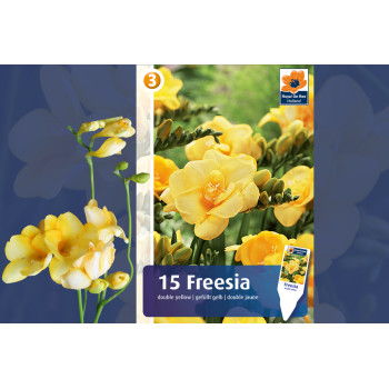 Master Freesia double yellow 15/1 
