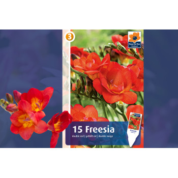 Master Freesia double red 15/1 