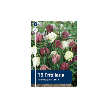 Master Fritillaria Meleagris 15/1 