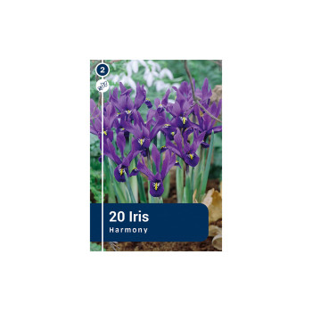 Master Iris Botanical Reticulata 20/1 
