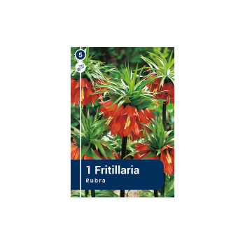 Master Fritillaria Imperialis Rubra 1/1 