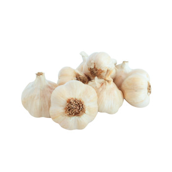 ČESEN PTUJSKI JESENSKI 500 g 