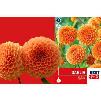 Best buy Dahlia Ball Sylvia 1/1 