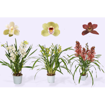 ORHIDEJA CYMBIDIUM (Cymbidium sp.), 2 STEBELNA, P14H70 