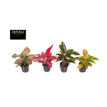 AGLAONEMA (Aglaonema sp., Colour Mix), P12H35 