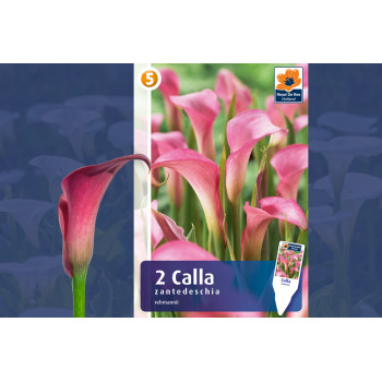 Master Calla/Zantedeschia Pink 2/1 