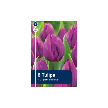 Master Tulipa Purple Prince 6/1 