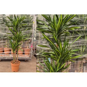 ZMAJEVKA (Dracaena fragrans 