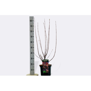 BROGOVITA, BODNANTSKA (Viburnum bodnantense 