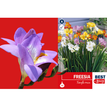 Best buy Freesia single mix 12/1 