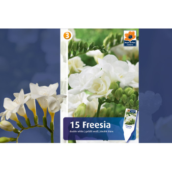 Master Freesia double white 15/1 