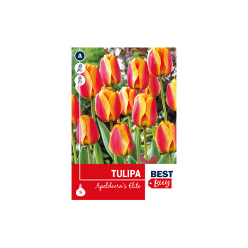Super Best Buy Tulipa Darwin H. Apeldoorn