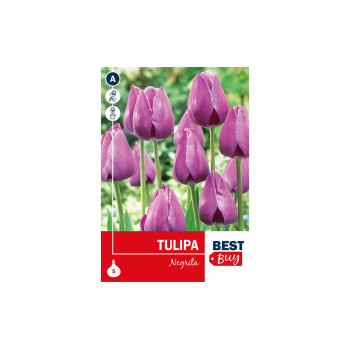 Super Best Buy Tulipa Triumph Negrita 5/1 