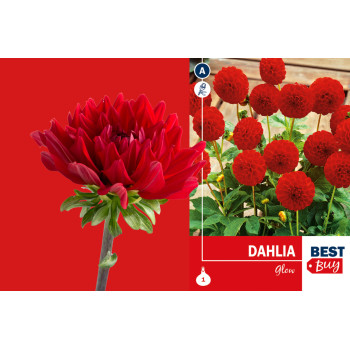 Best buy Dahlia pompon Glow 1/1 