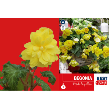 Best buy Begonia pendula yellow 2/1 